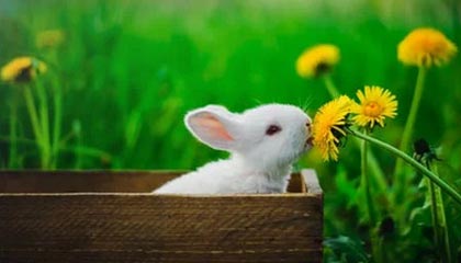 开云下载-T1险胜CLG，Chovy高光表现