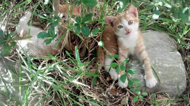 开云体育APP下载-读秒绝杀！韩国太极虎怒吼卡塔尔，凯塞多百场铸就传奇里程碑