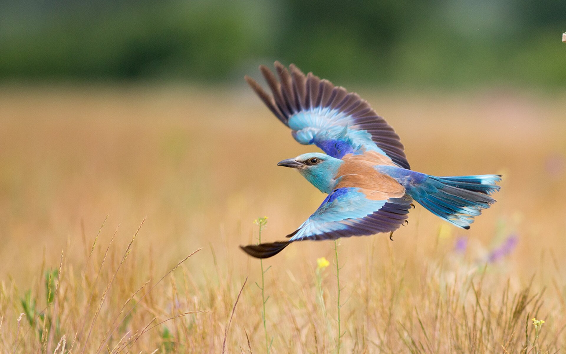 欧冠半决赛上演矛盾对决！拜仁恐怖第二节撕碎马竞铁血防线